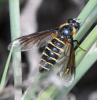 Lomatia sp.